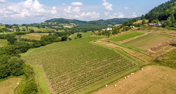 Ancre Hill Estates vineyard